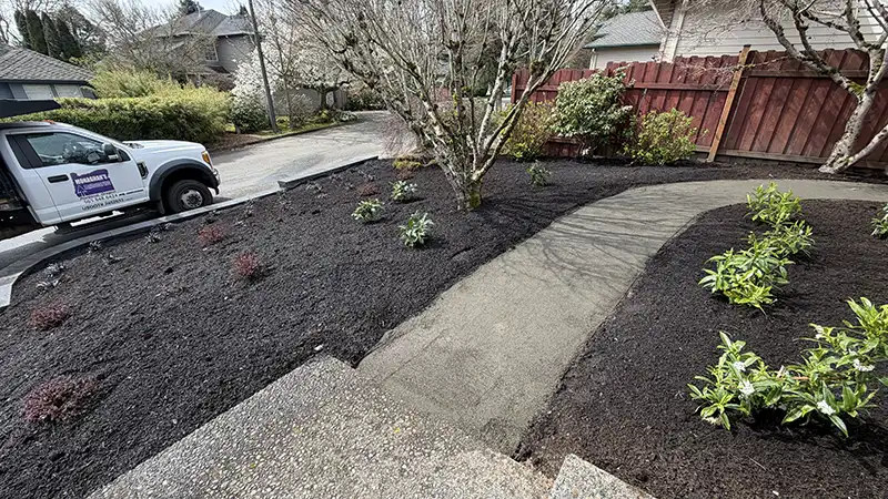 Gravel pathway and new daphne plantings with Monaghans Landscaping truck at a Rock Creek Portland Oregon property